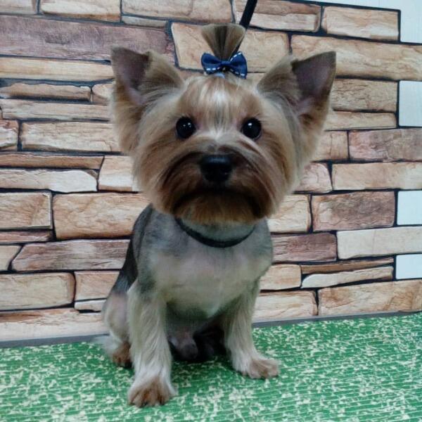 Классическая стрижка морды и ушей, хвостик топ-нот Классическая стрижка морды и ушей, хвостик топ-нот