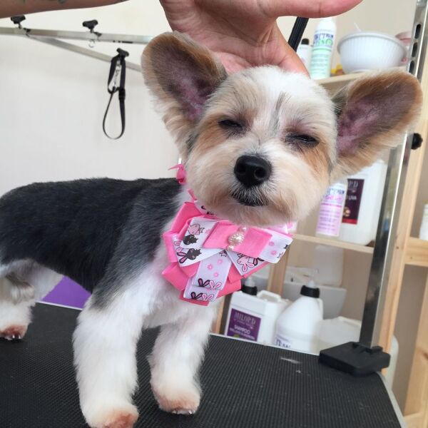 Стрижка головы «шапочка», уши «микки-маус» Стрижка головы «шапочка», уши «микки-маус»