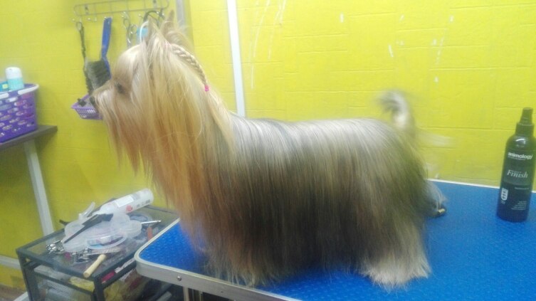 Классический вид шерсти йорка, для выставки Классический вид шерсти йорка, для выставки