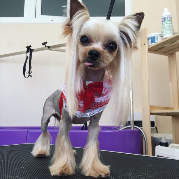 Корейская стрижка морды. Лапки-кисточки Корейская стрижка морды. Лапки-кисточки