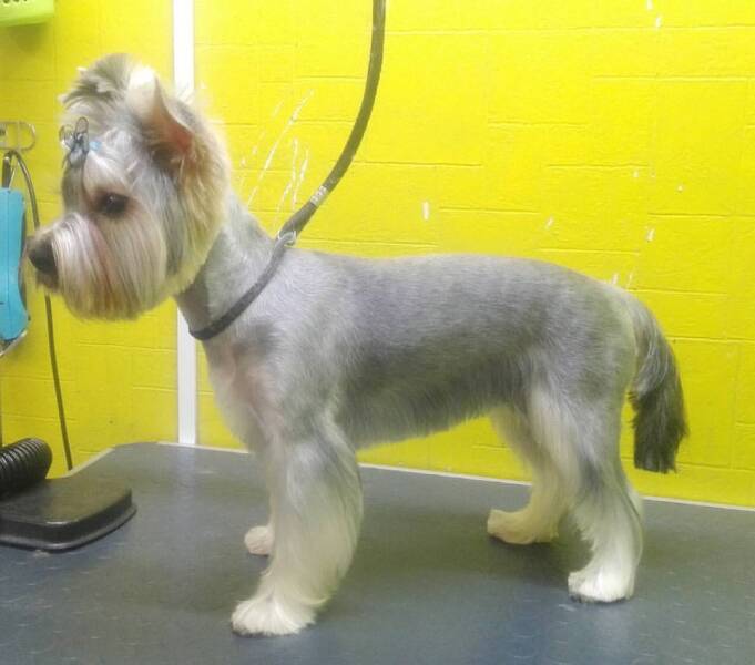 Самая классическая базовая стрижка. Для всех частей тела — основной популярный вариант. Корпус с юбкой Самая классическая базовая стрижка. Для всех частей тела — основной популярный вариант. Корпус с юбкой