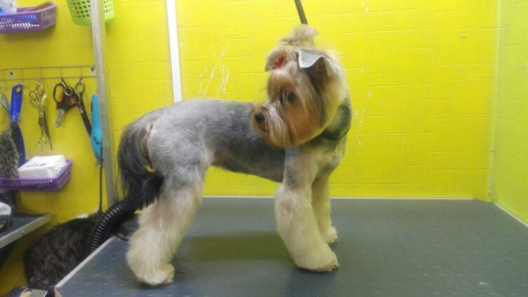 Аналогичная стрижка без «юбки» Аналогичная стрижка без «юбки»