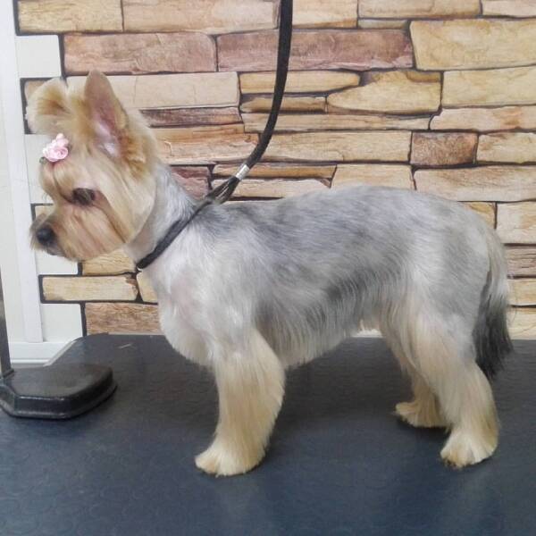 Стрижка «каскад». Более длинная шерсть на спинке, плавный переход к низу Стрижка «каскад». Более длинная шерсть на спинке, плавный переход к низу