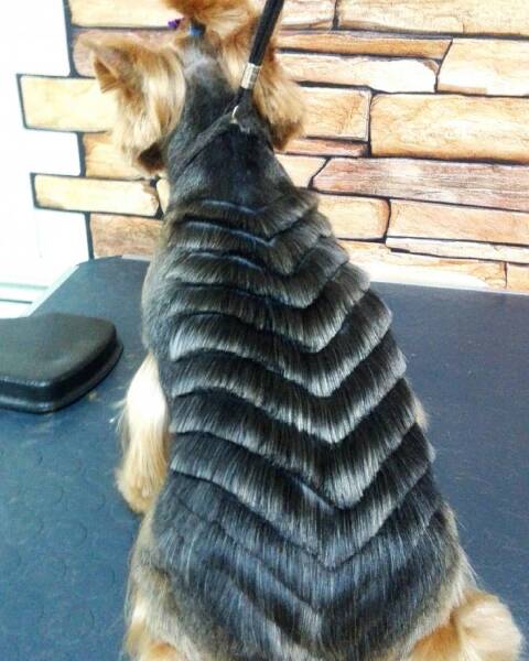 Креативная стрижка «шиншилла» Креативная стрижка «шиншилла»