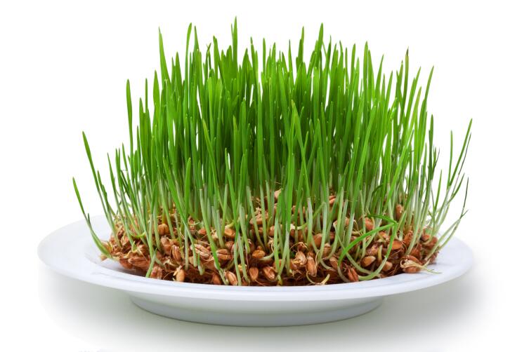 Что такое микрозелень и с чем её едят?