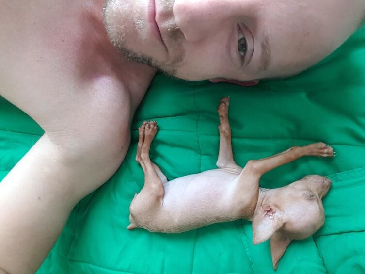 Какие существуют мифы о маленьких породах собак? Какие существуют мифы о маленьких породах собак?