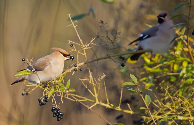 Свиристель Свиристель