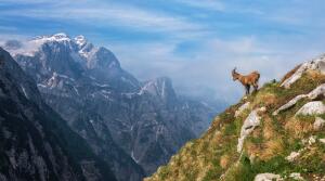 Как животные и растения приспосабливаются к жизни в горах?