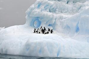 Кто живёт на южном полюсе? Фауна и флора Антарктики