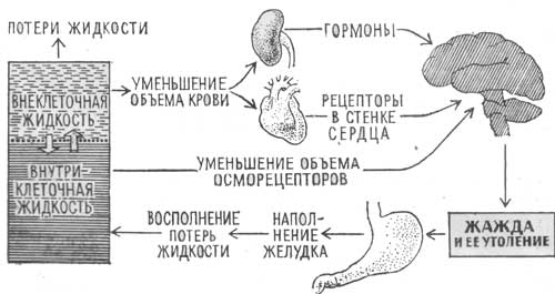 Кому и в каких случаях назначают Минирин? Все, что нужно знать о препарате Кому и в каких случаях назначают Минирин? Все, что нужно знать о препарате