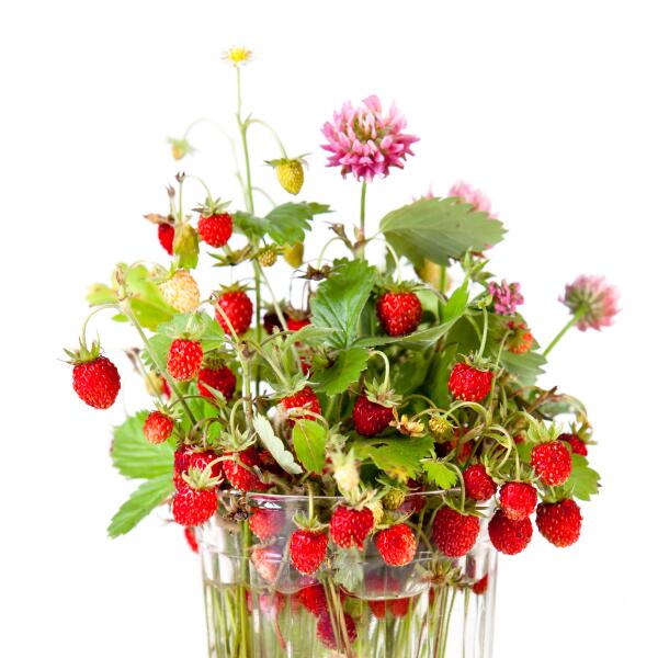 Чем полезны и чем опасны земляничные «сердечки»? Чем полезны и чем опасны земляничные «сердечки»?