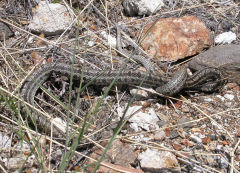 Стоит ли бояться змей в лесу?