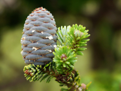 Серебряный бор – отличное место для прогулок и развлечений семьи, имеющей малыша.