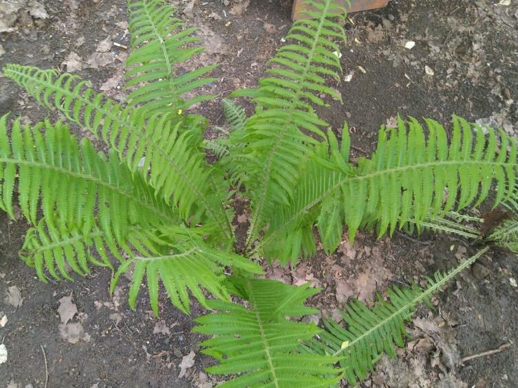 Что особенного в   папоротниках?