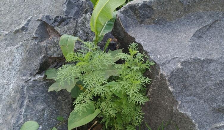 Как сделать альпийскую горку?