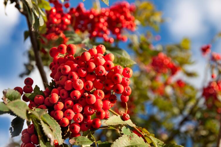 Чем полезна рябина? Интересные факты о привычном растении