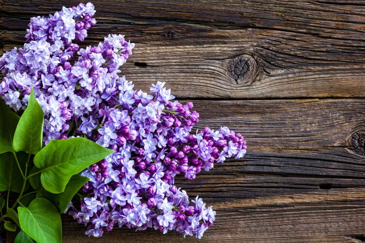 Ко дню рождения Григория Чухрая. «Если я останусь жив, что тогда?» Ко дню рождения Григория Чухрая. «Если я останусь жив, что тогда?»