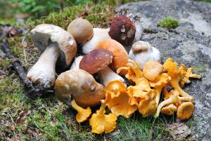 Какие проблемы со здоровьем помогут решить грибы?