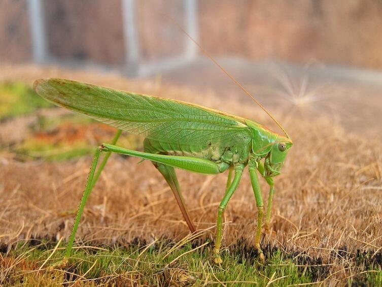 Самка кузнечика Tettigonia caudata, откладывающая яйца