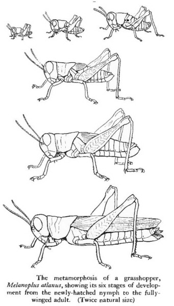 Стадии развития кузнечика