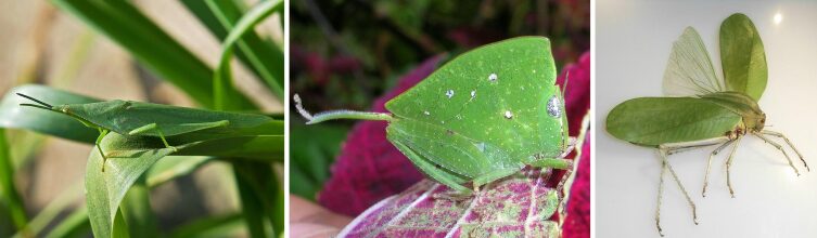 Маскировка у кузнечиков Atractomorpha lata, Phyllochoreia ramakrishna и Phyllophorinae