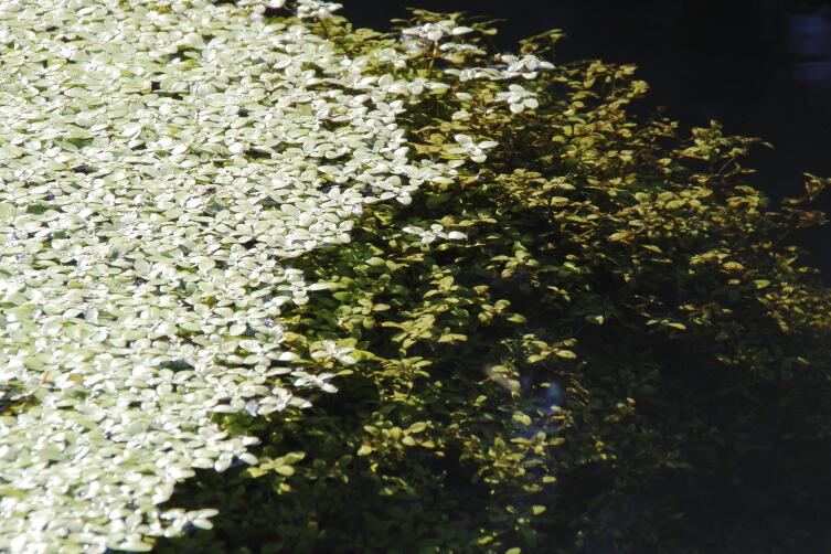 Фитопланктон в период цветения Фитопланктон в период цветения