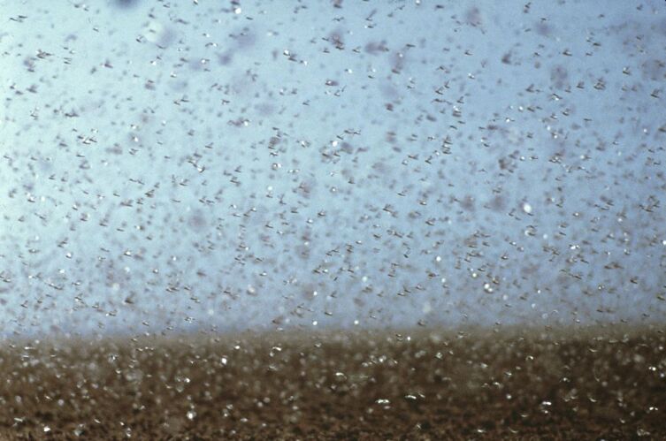 Стая саранчи в Австралии Стая саранчи в Австралии