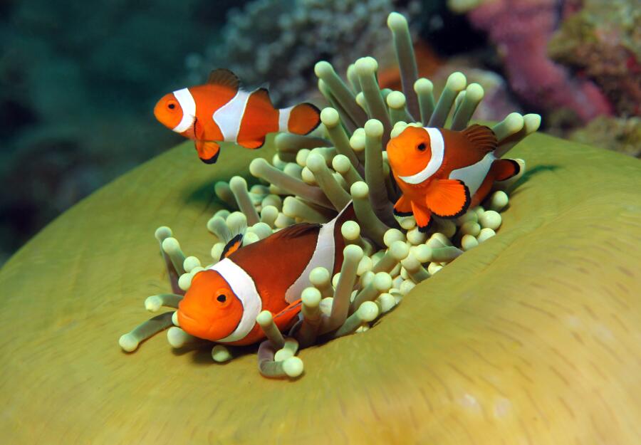 Рыбы-клоуны и актиния (коралловый полип)