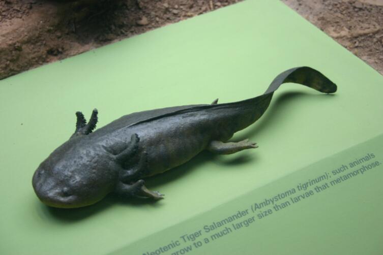 Аксолотль тигровой амбистомы (Ambystoma tigrinum)