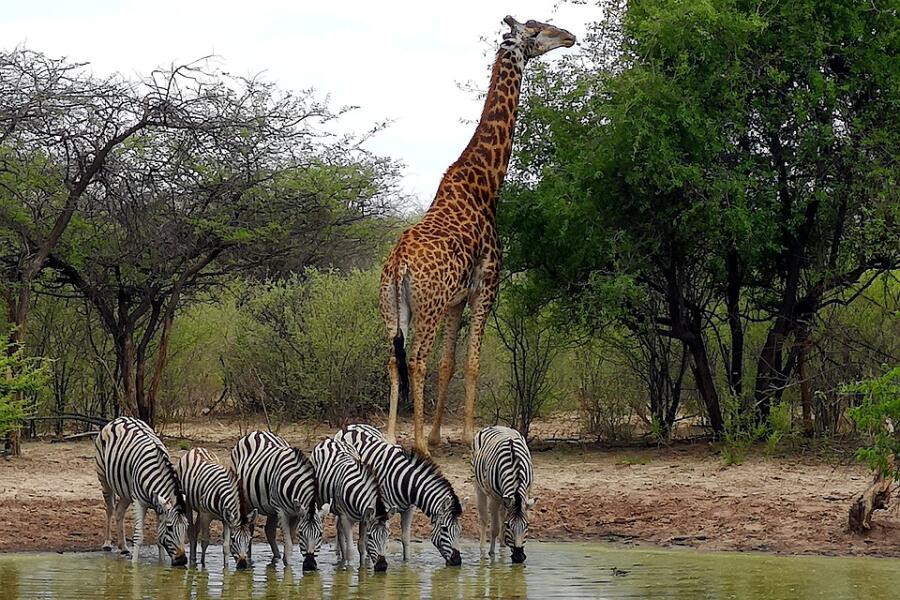 Жираф и зебры у водопоя