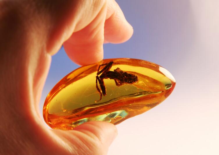 Почему так давно и преданно люди любят янтарь? Почему так давно и преданно люди любят янтарь?