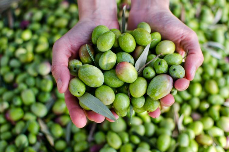 Оливки или маслины — как правильно называется плод оливкового дерева?