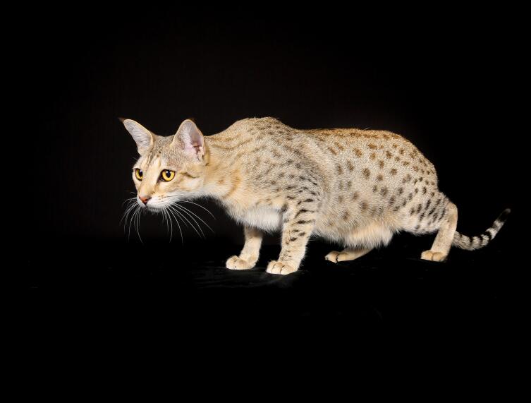 Египетская мау