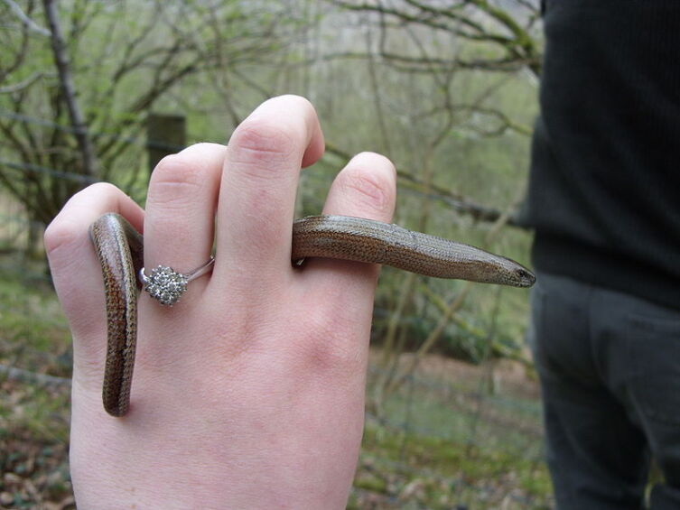 Кто такая веретеница?