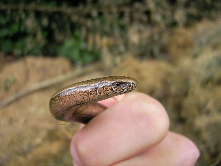 Кто такая веретеница?