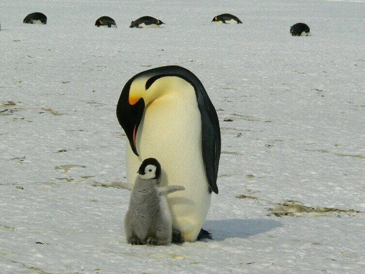 У пингвинов 