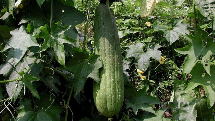 Люффа египетская