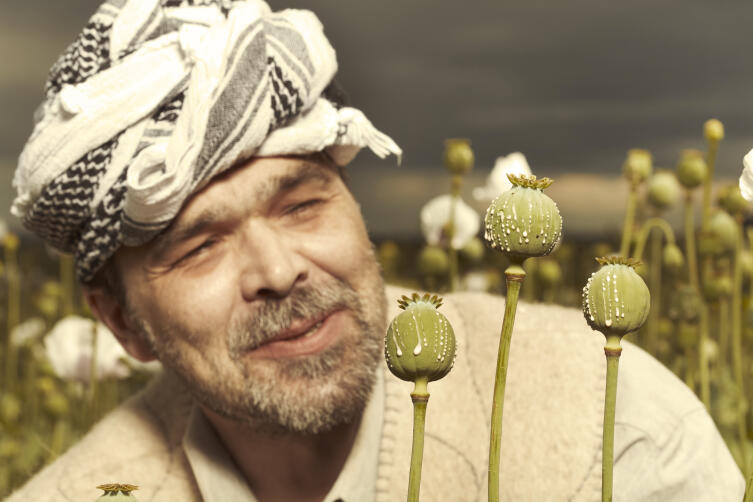 Опийный мак с надрезанными головками Опийный мак с надрезанными головками