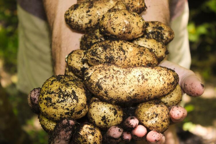 Как сохранить 90% выращенного урожая? Картофель