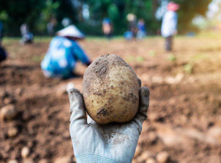 Как сохранить 90% выращенного урожая? Картофель