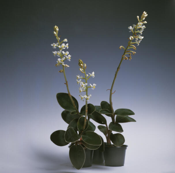 Какие орхидеи можно выращивать дома? Лудизия