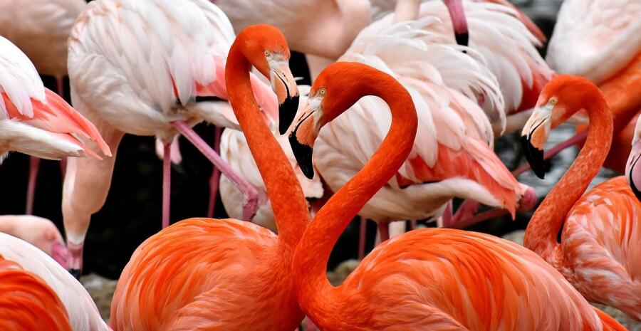 Почему фламинго называют огненной птицей?