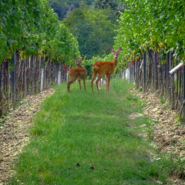 Виноградники в районе Флоридсдорф