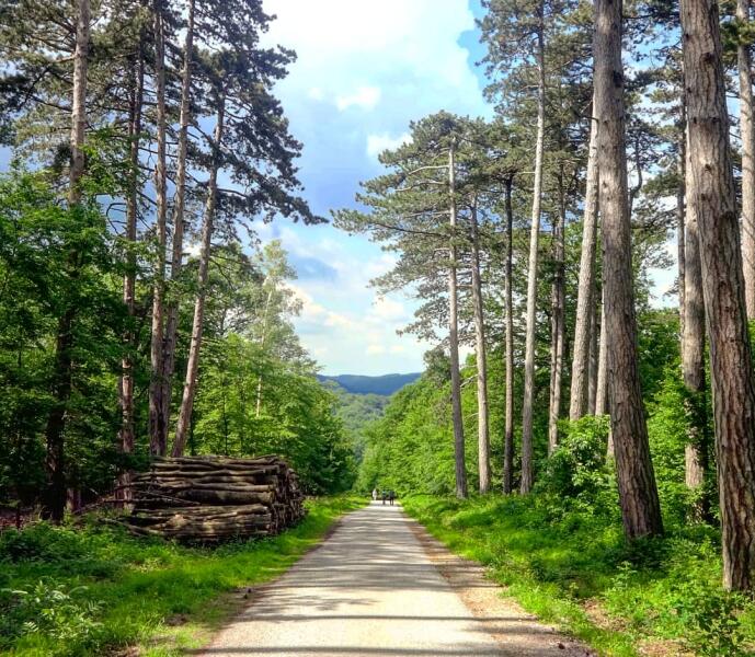 Венский лес