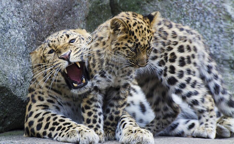 Детёныши дальневосточного леопарда в зоопарке Миннесоты