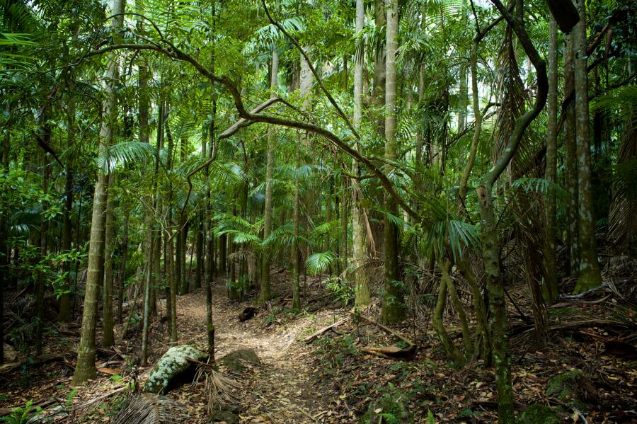 Кто обитает в подстилке тропического леса?