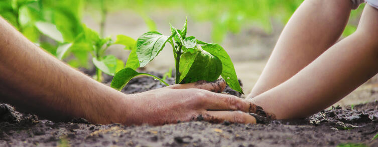 Чего не хватает растениям?