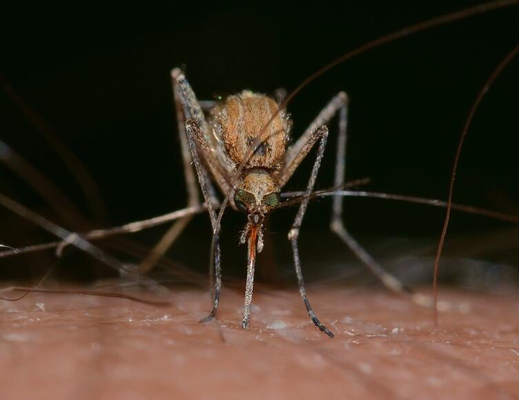 Что будет, если в мире исчезнут все мухи и комары?