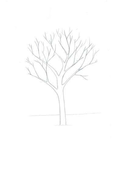 Как сформировать крону молодой яблони?