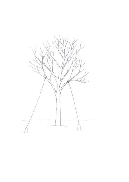 Как сформировать крону молодой яблони?